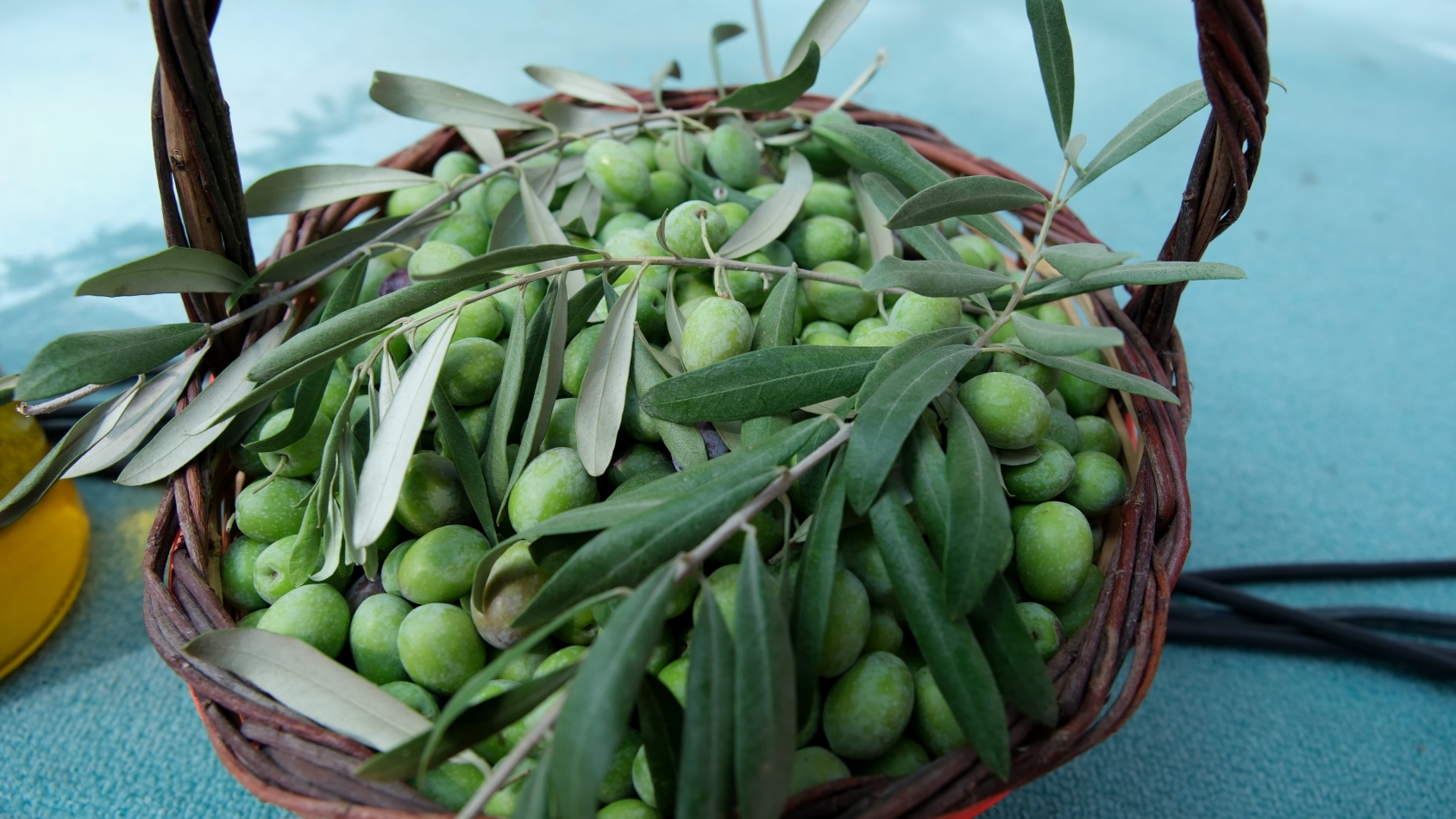 Mersin'de İlk Mut Zeytin ve Zeytinyağı Festivali Coşkuyla Başladı