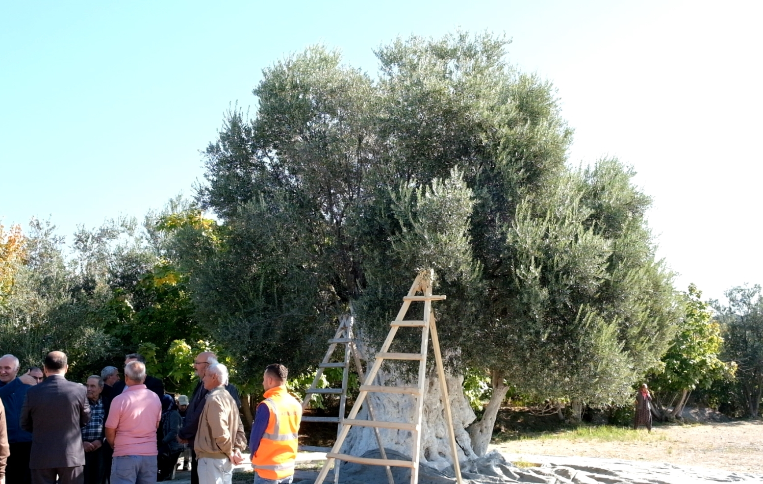 Mersin'de 1300 Yıllık Anıt Ağaçta Zeytin Hasadı Yapıldı