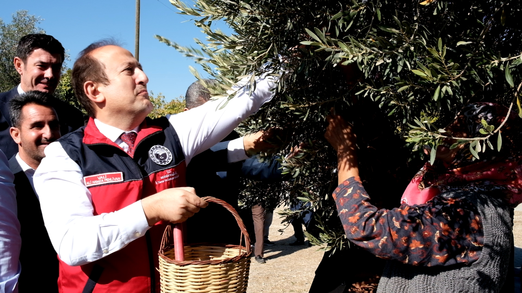 Mersin'de 1300 Yıllık Anıt Ağaçta Zeytin Hasadı Etkinliği