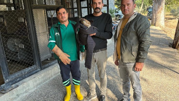 Mersin’de Yaralı Doğan Tedavi Altına Alındı